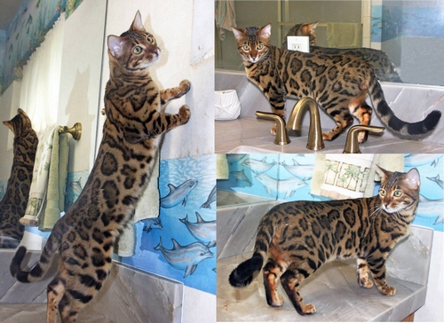 Bengal Kittens