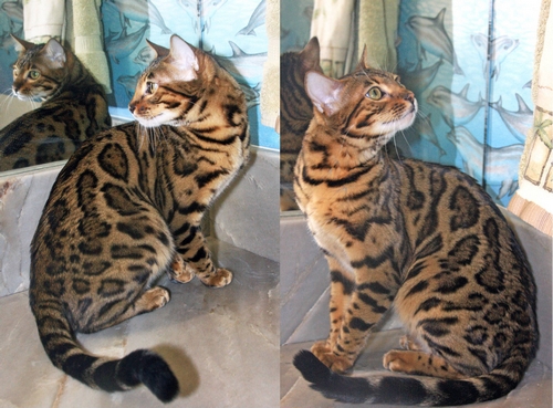 Bengal Kittens