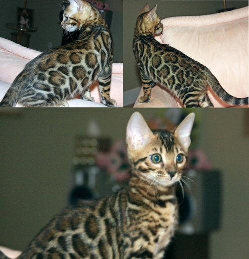 Bengal Kittens San Diego