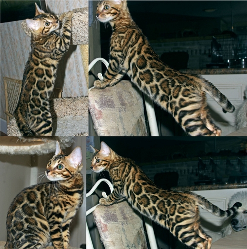 Bengal Kittens San Diego