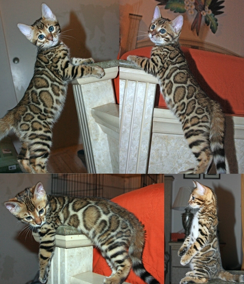 Bengal Kittens San Diego