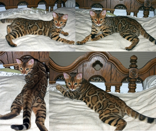Bengal Kittens San Diego