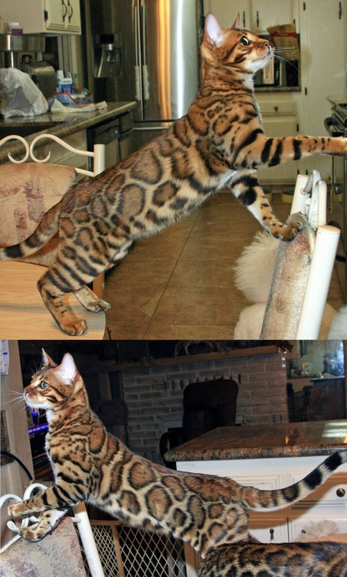 Bengal Kittens San Diego