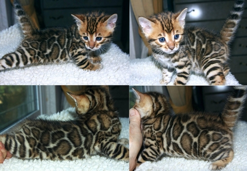 Bengal Kittens for sale