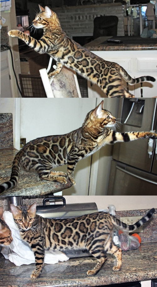 Bengal Kittens San Diego