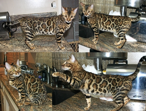 Bengal Kittens San Diego