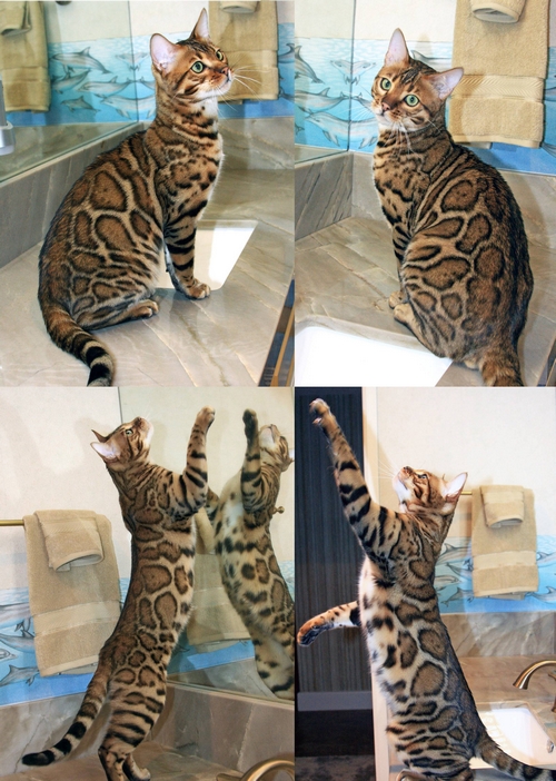 Bengal Kittens San Diego