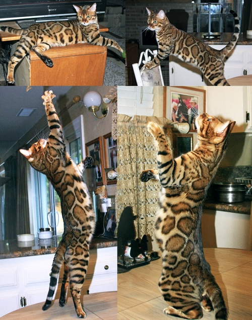Bengal Kittens San Diego