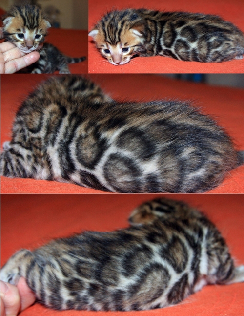 Bengal Kittens for sale