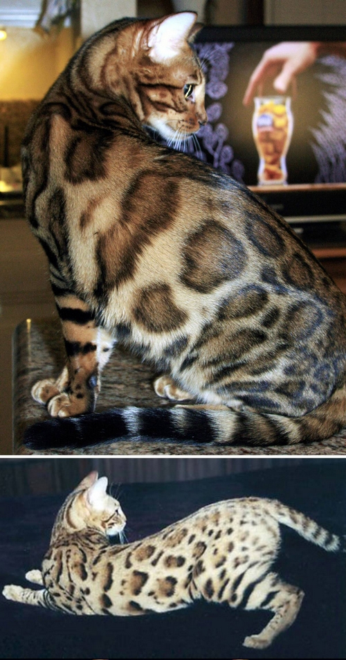 Bengal cat fuzzy stage