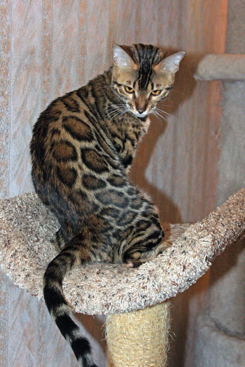 Bengal Kittens San Diego