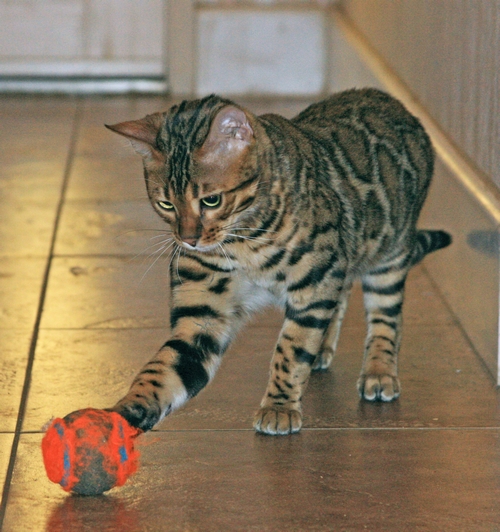 Bengal Kittens San Diego