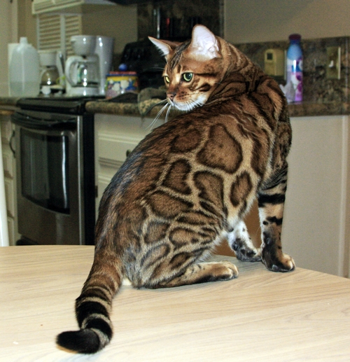Bengal Kittens San Diego