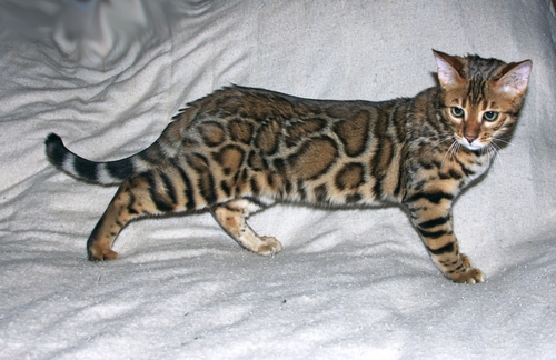 Bengal Kittens San Diego