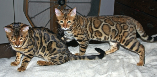 Bengal Kittens San Diego