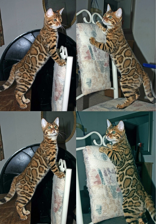 Bengal Kittens San Diego