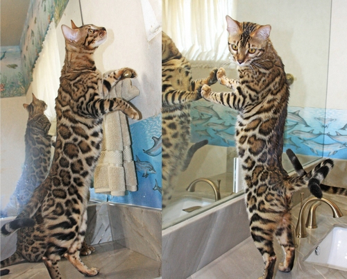 Bengal Kittens San Diego