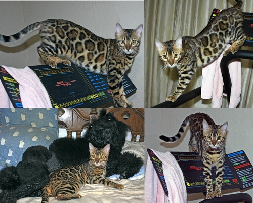 Bengal Kittens San Diego