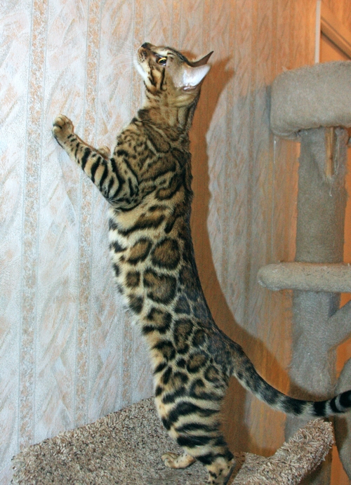 Bengal Kittens San Diego