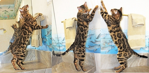 Bengal Kittens San Diego