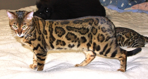 Bengal Kittens
