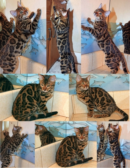 Bengal Kittens