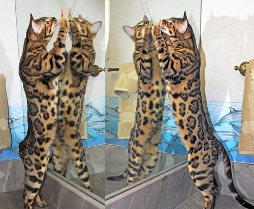 Bengal Kittens San Diego