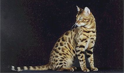 Bengal Kittens