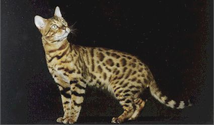 Bengal Kittens