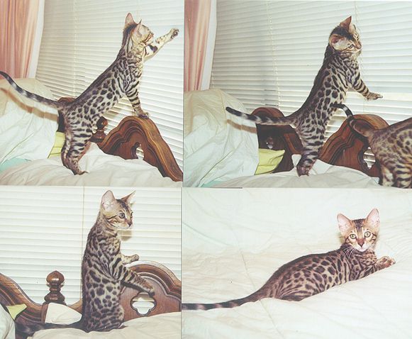 Bengal Kittens