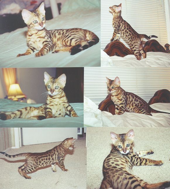 Bengal Kittens