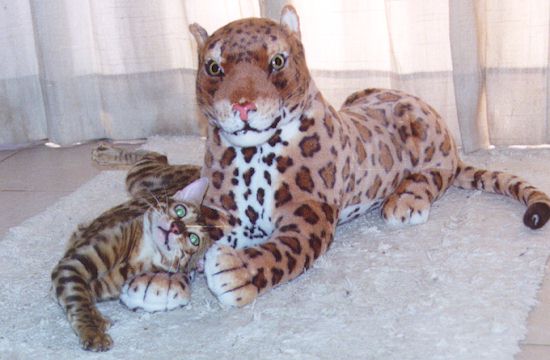 Bengal Kittens
