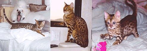 Bengal Kittens