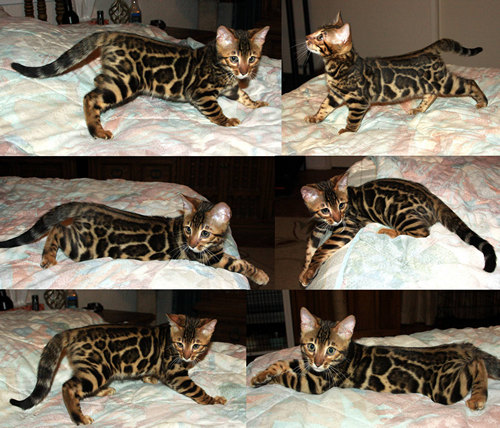 Bengal Cat
