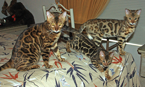Bengal Cat