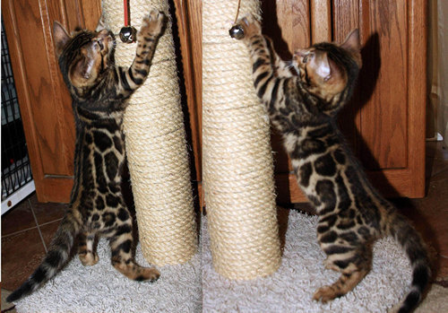 Bengal Kitten