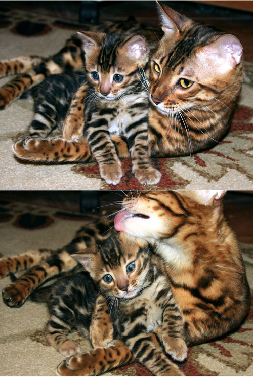 Bengal Kitten
