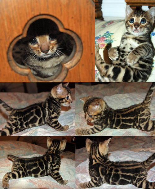 Bengal Kitten