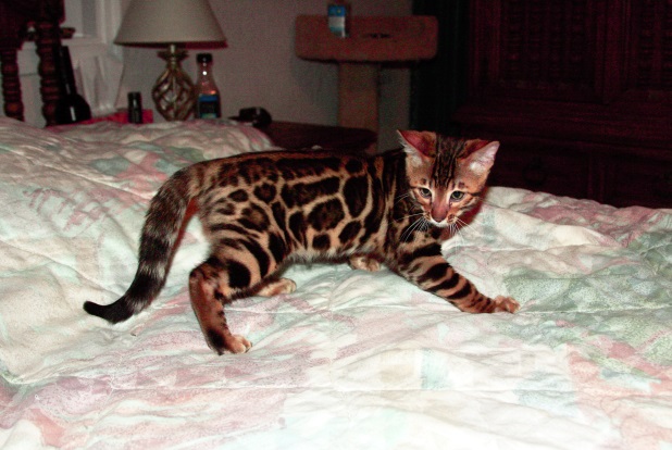 Bengal Kitten