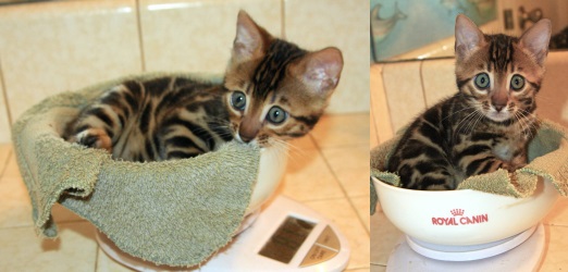 Bengal Kitten