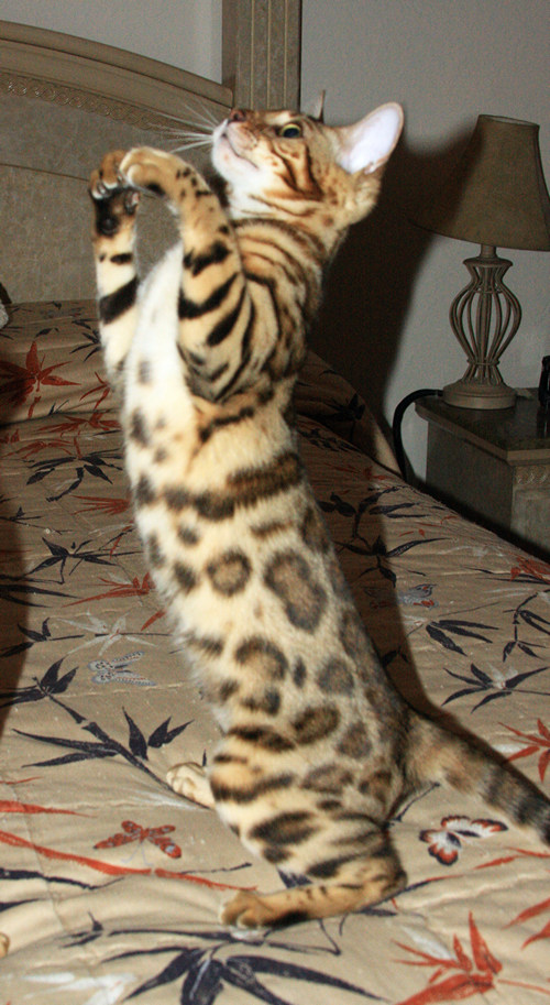 Bengal Cat