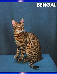 Bengal Kittens