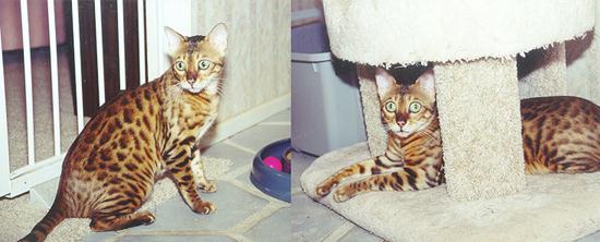 Bengal Kittens