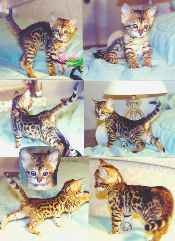 Bengal Kittens