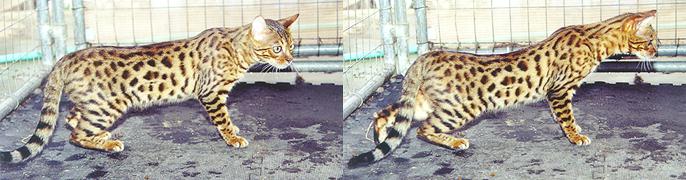 Bengal Kittens