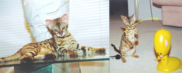Bengal Kittens