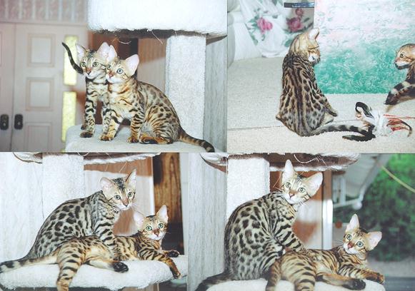 Bengal Kittens