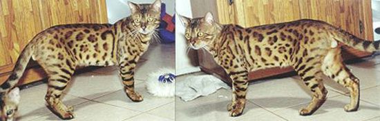 Bengal Kittens
