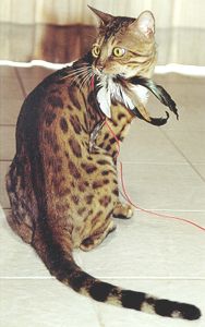 Bengal Kittens