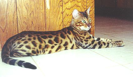 Bengal Kittens